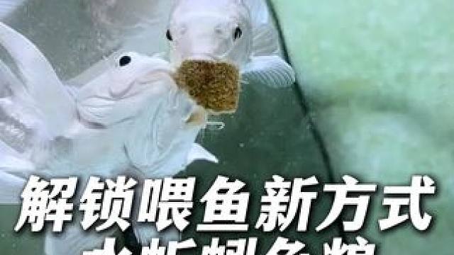 給鱼喂水蚯蚓有三个好处，无论是大鱼小鱼还是乌龟爬虫都爱吃。 #喂鱼  #水蚯蚓  #天然饵料  #鱼