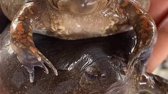 碳烤蛋蛋蛙 #美食 #内容启发搜索 #泰国美食 #户外美食