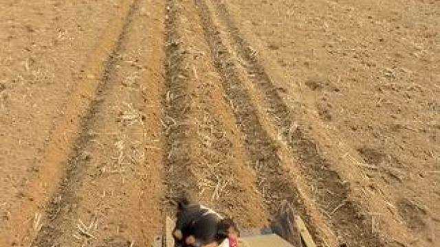 拿坷垃头子砸我 撂挑子了 #回村后的我 #田间地头  #乡愁记忆 #我家的小土狗 #农村生活