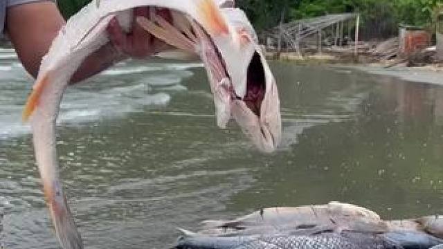 东南亚炸鱼哥 #日常生活 #原创视频 #祝大家年年有鱼 #光盘行动妈呀太香了 #野外生活