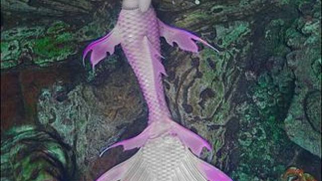 长鹿潜水 长鹿潜水
#长鹿潜水 #长鹿休博园 #水下摄影henry #henry水下摄影