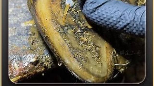 牛蹄扎进了钉子里，这可让牛牛痛苦不已 #解压 #修牛蹄 #助眠