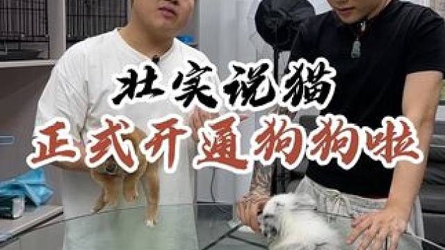 喜欢狗狗的可以看过来~#壮实说猫 #边牧
