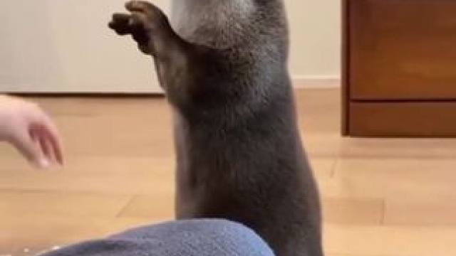 宠物水獭吃鸡蛋 #国外视频分享 #奇妙的动物 #宠物