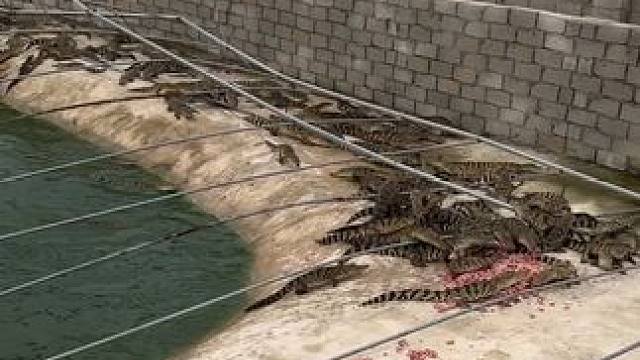 一米鳄鱼#农业养殖