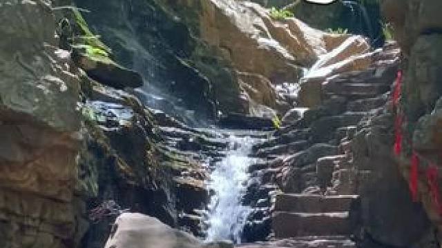 你该出去走走 吹吹夏日的风 看看肆意生长的“绿”！
#旅行 #河南dou知道 #养在九峰山 #森林氧