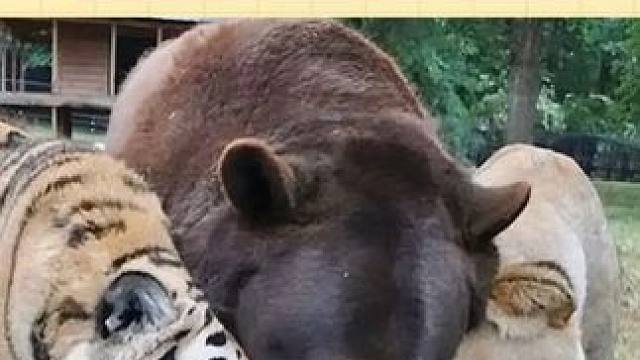 他们在另一个世界重逢 #动物  #BLT  #跨物种友谊  #万万没想到