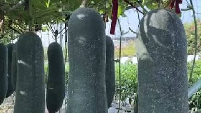 冬瓜最适合减脂人吃的食物 #冬瓜  #减脂  #冬瓜汤