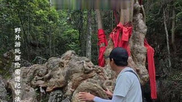 这是一棵千年古树马灵光，非常的神奇，它的皮可以根据天气的变化而变换不同的颜色，它的树根好似一幅百兽图