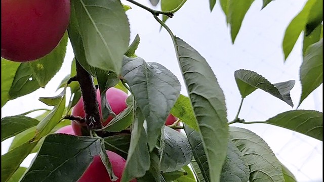 农村留守老人年纪大了，种点水果太难了