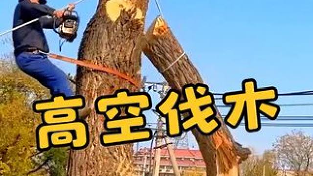 专业的伐木工人，是如何完美的砍到一颗大树的？ #科普 #伐木 #涨知识