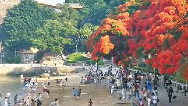 凤凰花开红似火，景美如画！#鼓浪屿。#凤凰花。#手机摄影 。