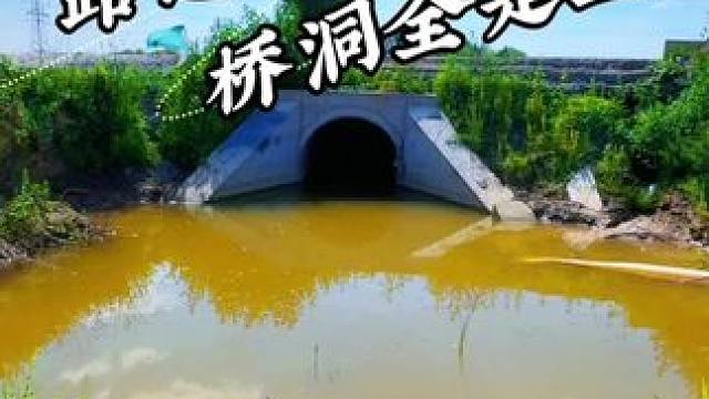 路边小坑全鲶鱼窝 #户外#抓鱼#抽水#抽水抓鱼#户外抽水