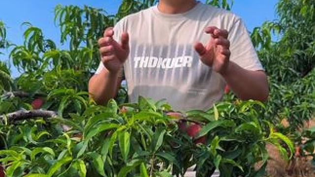 新鲜好吃的水蜜桃，甜甜甜 #水蜜桃 #应季水果 #农村美食