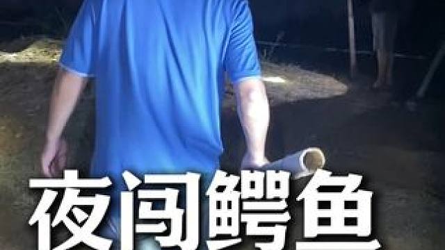 鳄鱼哥夜闯鳄鱼池挖鳄鱼蛋，实在太惊险了 #鳄鱼养殖场 #鳄珍 #鳄鱼皮具