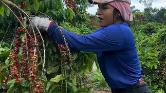 咖啡豆的种植采摘剥皮过程。 #咖啡豆采摘 #农业种植 #硕果累累 #解压视频 #农业知识