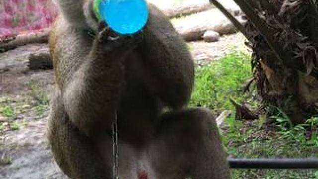 泰国打工猴摘完椰子喝饮料 #国外视频分享 #猴子成精 #打工猴