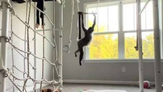 尾巴和手一样灵活的蜘蛛猴 #国外视频分享 #奇妙的动物 #宠物