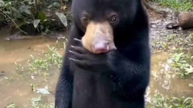 动物的迷惑行为~