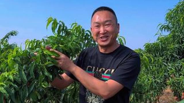 大哥笑嘻了，这个桃子确实味道很好 #应季水果 #水蜜桃 #农村生活 #新农人计划202