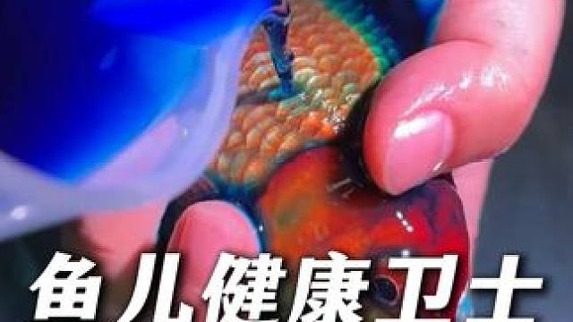 新鱼入缸前必做流程，用亚甲基蓝做检疫，避免和其他鱼儿交叉影响 #亚甲基蓝 #亚甲基蓝检疫 #养鱼心得