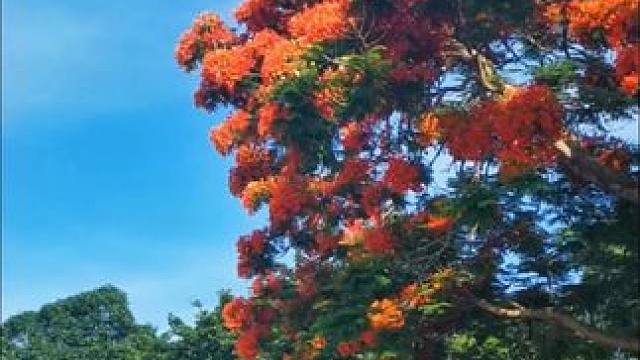 海上花园鼓浪屿，凤凰花开，真美丽！#鼓浪屿 #手机摄影 。