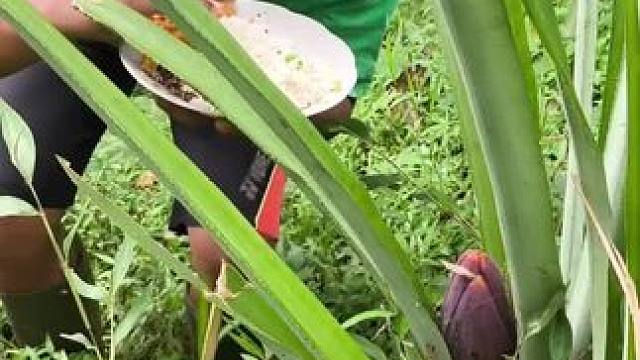 东南亚野菜哥 #创作者扶持计划 #我的乡村生活 #原创视频 #日常生活 #农村美食记录生活