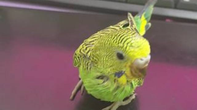 修鸟修鸟，今天的同事是虎皮鹦鹉#鹦鹉 #虎皮鹦鹉