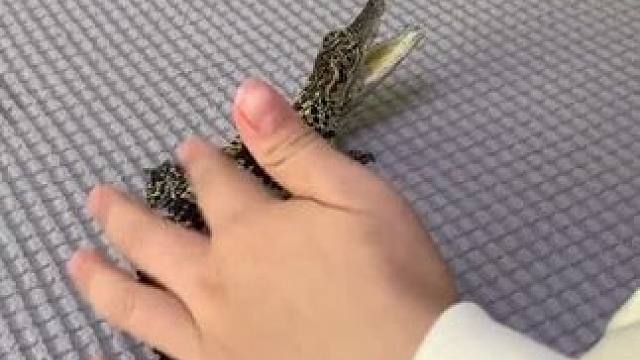 #新手养龟别踩这些坑 #创作者中心 #创作灵感 #鳄鱼