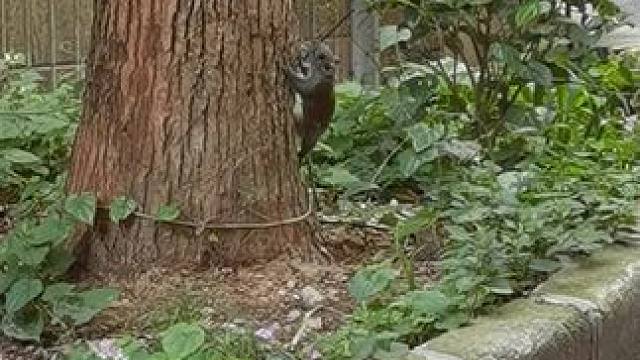 嗯...确认过眼神...是新来的小家伙...#野生动物零距离 #动物世界 #小松鼠