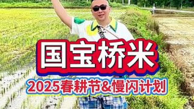 2025国宝桥米春耕节，一份关于春天的美好回忆#国宝桥米 #国宝桥米春耕节 #江汉大米 #京山桥米 