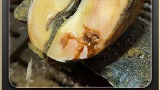 零帧起手，谁都别想走 #解压 #修牛蹄 #助眠