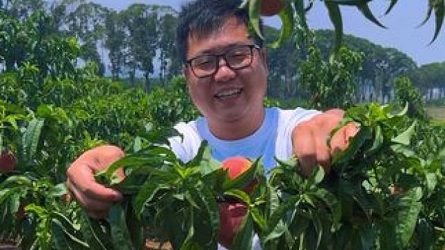 脆甜可口的水蜜桃，应季水果 #快来一起尝个鲜 #桃子熟了 #我的农村生活