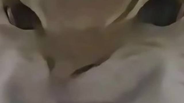 不是，也没人告诉我贴上就能赢啊#球球大作战#球球大作战小游戏 #球球霸屏挑战 #球球大作战VR