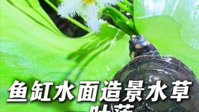 能开花的一叶莲，精致好看还能净化水质，让鱼缸水面充满意境！ #水草造景  #养鱼日记  #鱼缸里的大