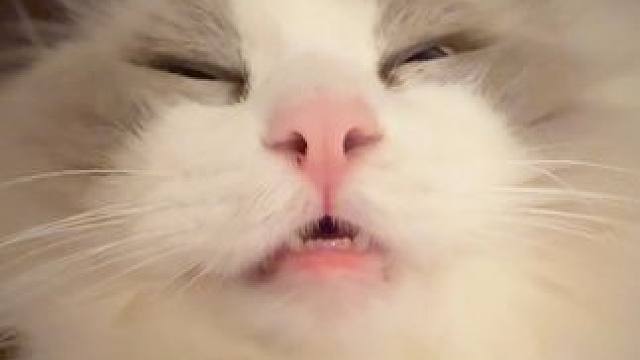 一级戒备！小姨的期末周要到了！ #万物可爱计划 #诚实一口狗粮 #诚实一口五色食谱