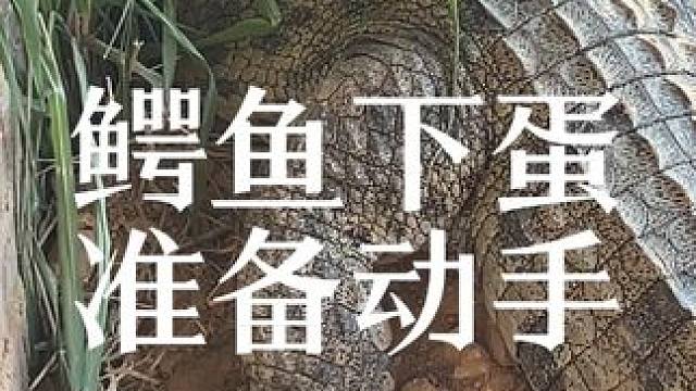 发现目标了，谁来动手 