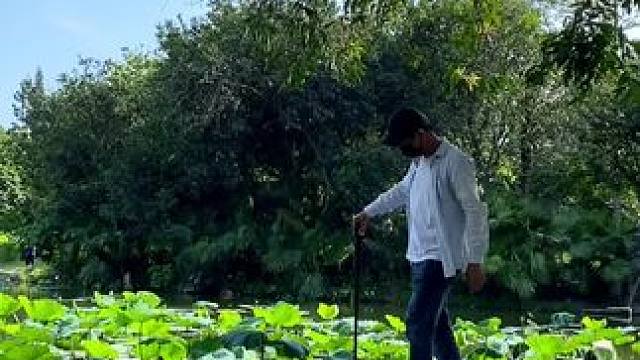 荷塘美景试试这样拍太美了#手机摄影 #拍摄技巧 #荷塘美景 #治愈系 #治愈系风景