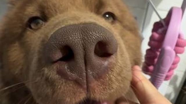 谁着急先骑走吧#土松 #车座子狗