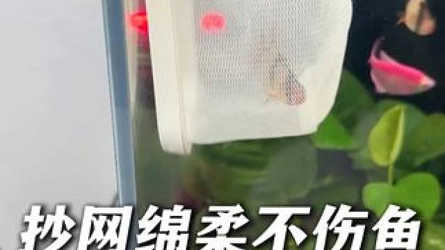 可伸缩不锈钢3D网兜渔捞，抄网绵柔不伤鱼，捞鱼方便结实耐用！ #养鱼日记 #水族用品 #捞网 #3D