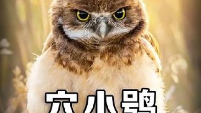 穴小鸮，爱捡屎的走地鸡 #一代人有一代人的动物世界 #动物世界搞笑解说 #穴小鸮 #动物世界#神奇动