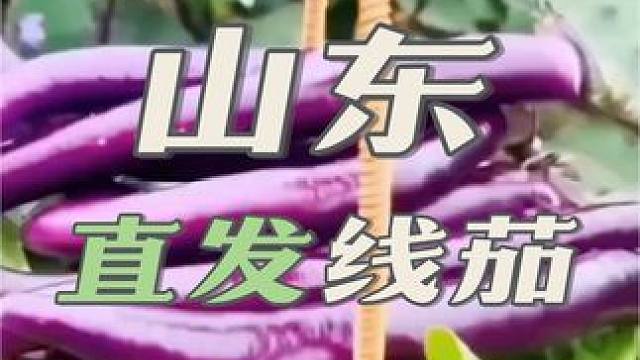 脯山东直发线茄 #热点 #茄子 #线茄 #蔬菜 #绿色蔬菜
