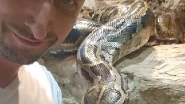 宠物巨蟒喝水 #国外视频分享 #专业操作请勿模仿 #宠物