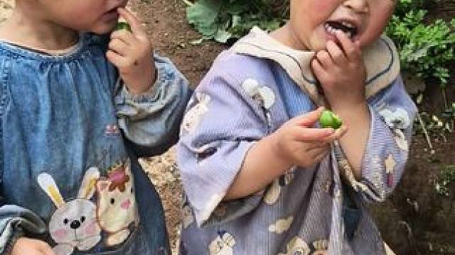 这个李子有点酸。#农村娃