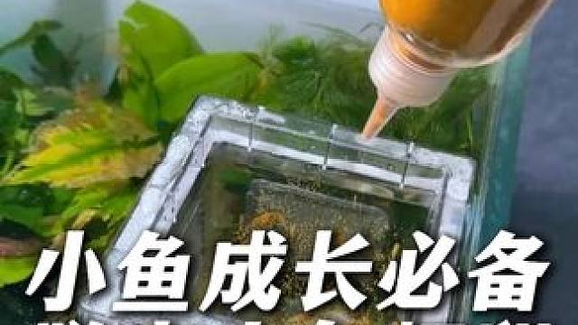 我家鱼宝宝为什么长得快，因为我给它们喂了这个脱壳丰年虾卵。 #养鱼日记 #鱼宝宝 #丰年虾卵 #鱼粮