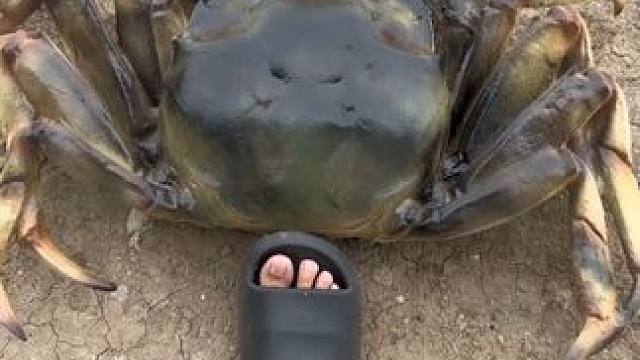 分享19种螃蟹，你认识的有几种？ #螃蟹 #赶海