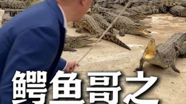 谁家的老总天天跟鳄鱼决斗，我家的.... #鳄鱼养殖场 #鳄珍 #鳄鱼皮具