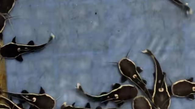 招财猫鱼亚马逊猛鱼可以长到一米的观赏鱼需要的联系多尺寸