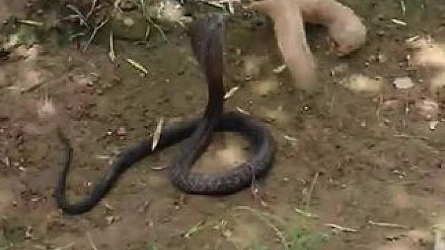 野生动物零距离~