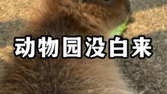 找对象，陌陌靠谱。#陌陌app 动物园：“我能让你白来吗，这票值不值？”#动物园 #搞笑视频